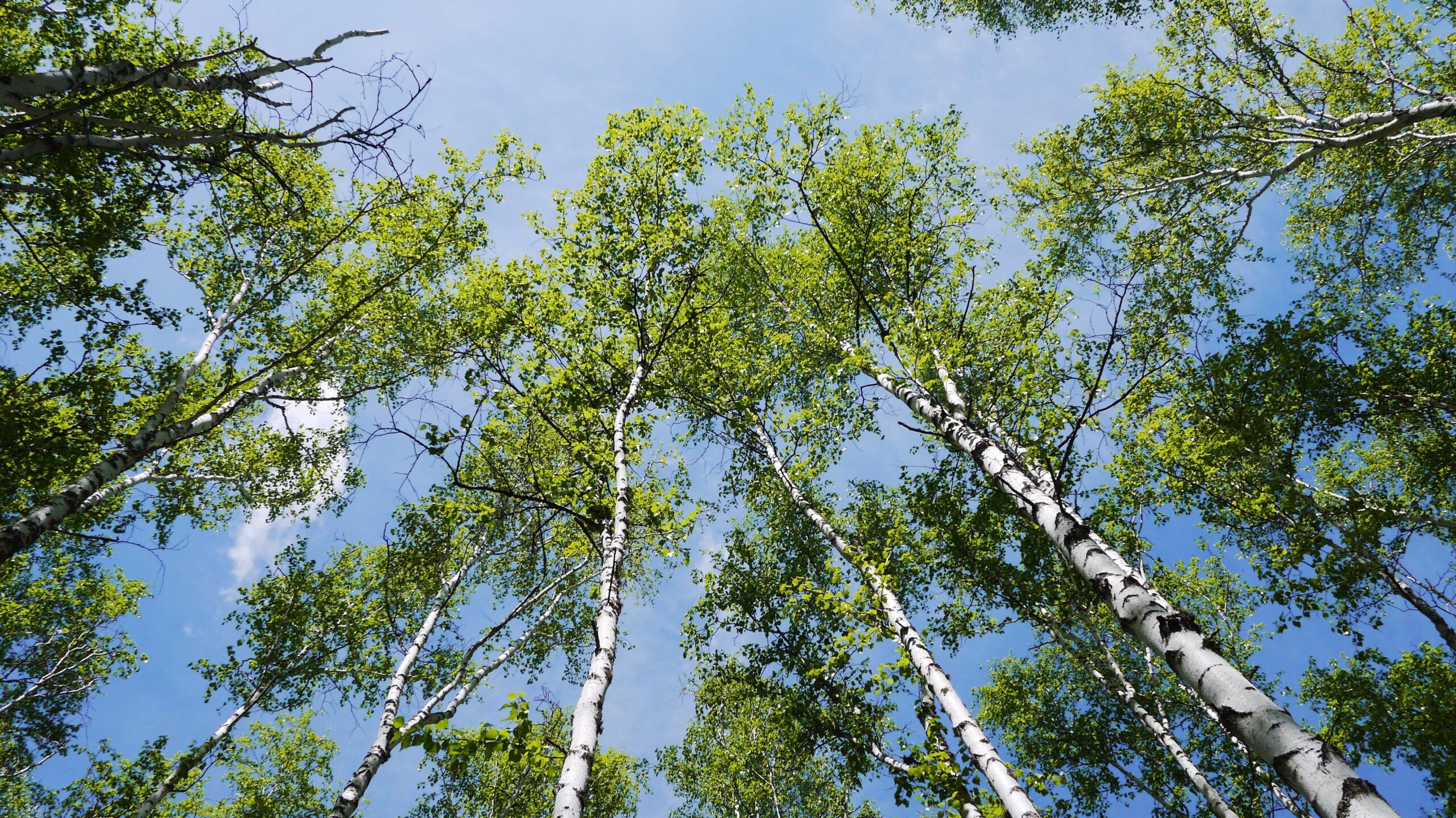 Cross-allergies are common with birch allergies