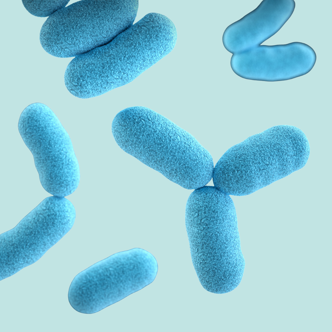 bacterias